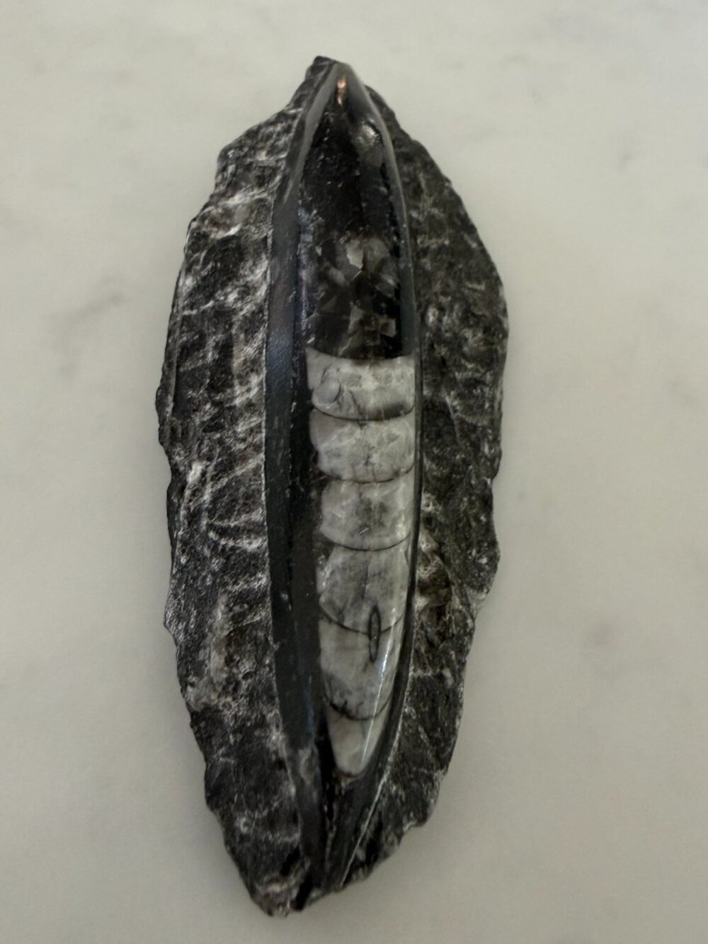 Orthoceras fossil - 4 inches